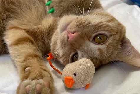 Glyph, the orange tabby kitten
