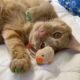 Glyph, the orange tabby kitten