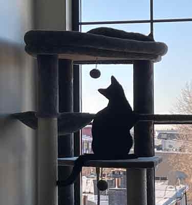 silhouettes of two cats on a cat tower