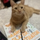 My cute cat Glyph, an adorable orange tabby, lying across the book Aaron Slater Illustrator