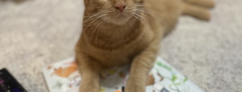 My cute cat Glyph, an adorable orange tabby, lying across the book Aaron Slater Illustrator