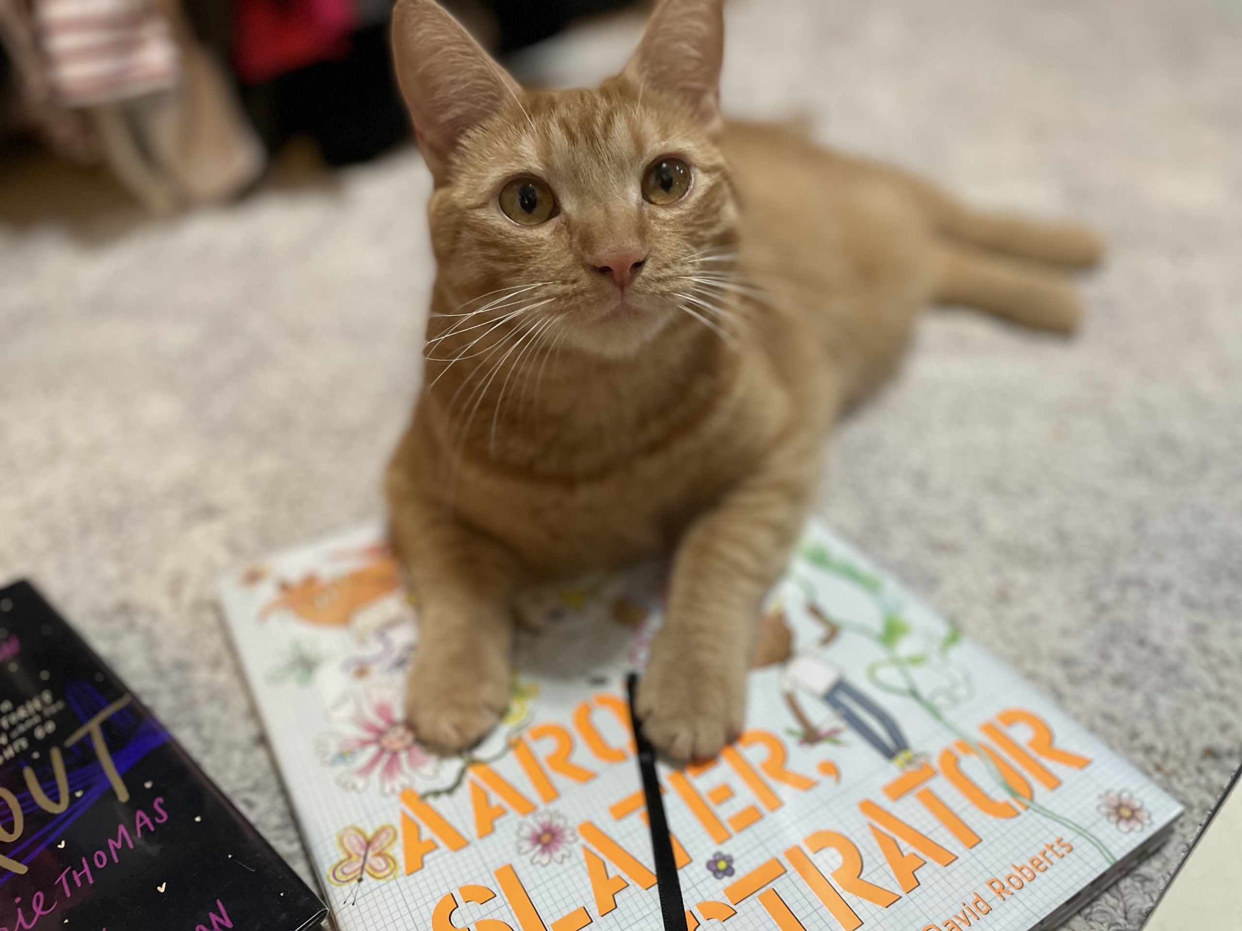 My cute cat Glyph, an adorable orange tabby, lying across the book Aaron Slater Illustrator