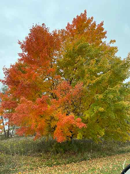 Wisconsin's fall foliage, Oct 2022